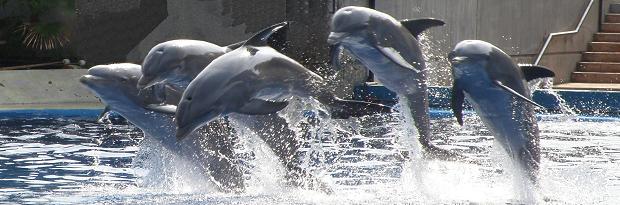 dolphins.jpg