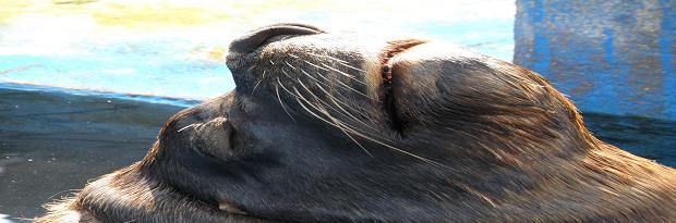 sealion.jpg